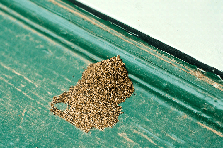 Drywood Termite Fecal Pellets